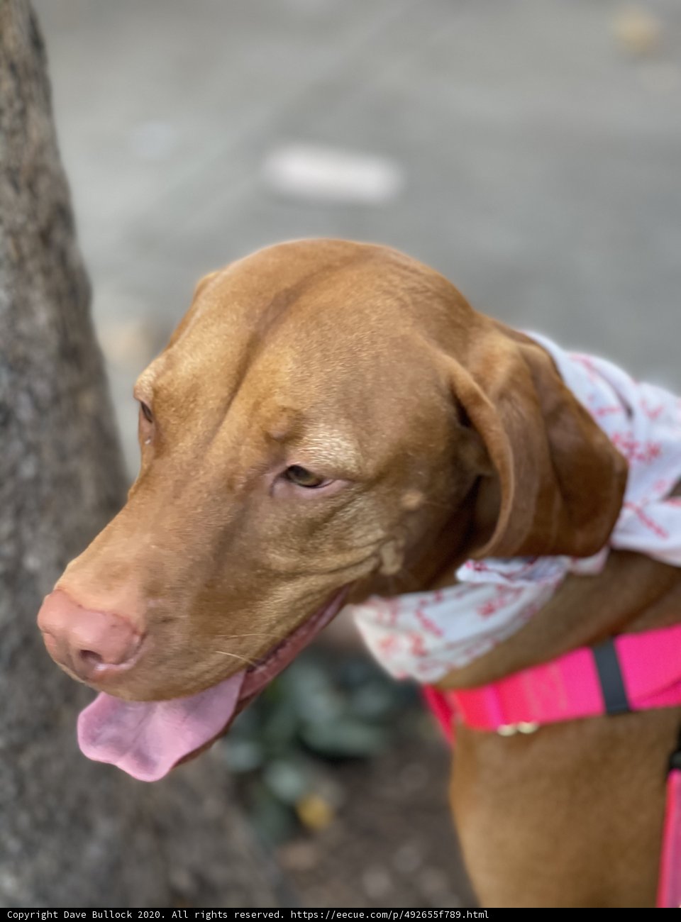 Pawsome Pink Pooch