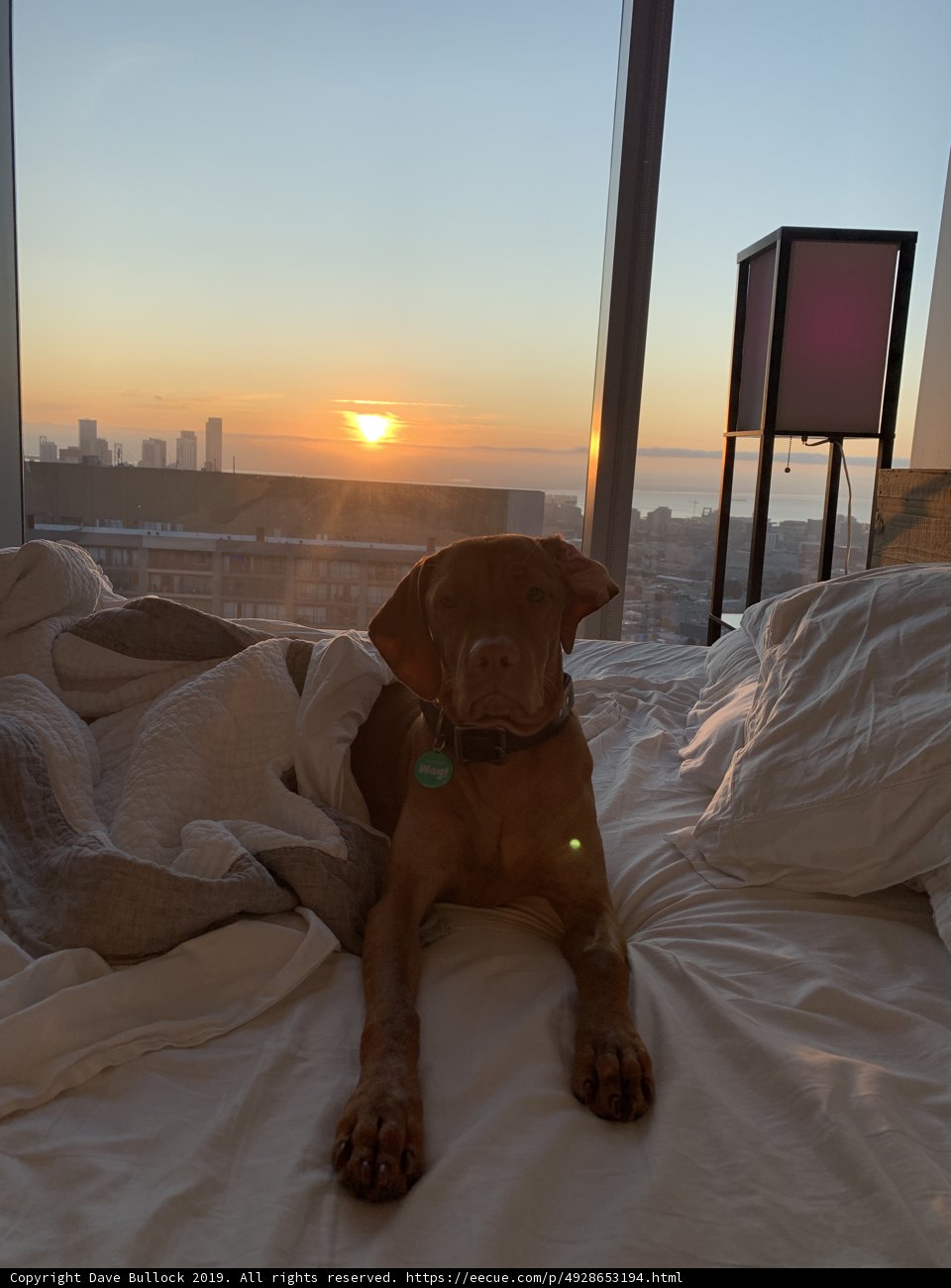 Cozy Companion