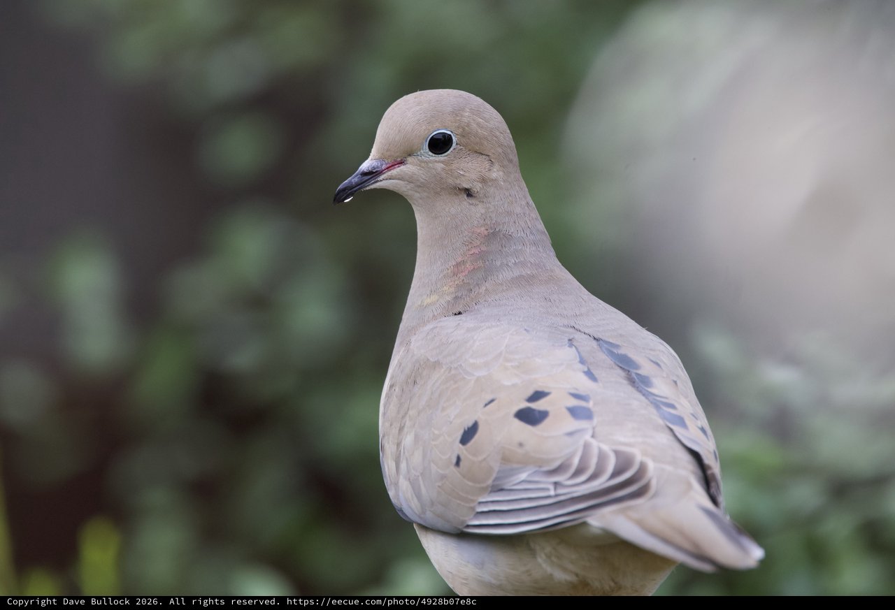 Mourning Dove Portrait in Soft Natural Light