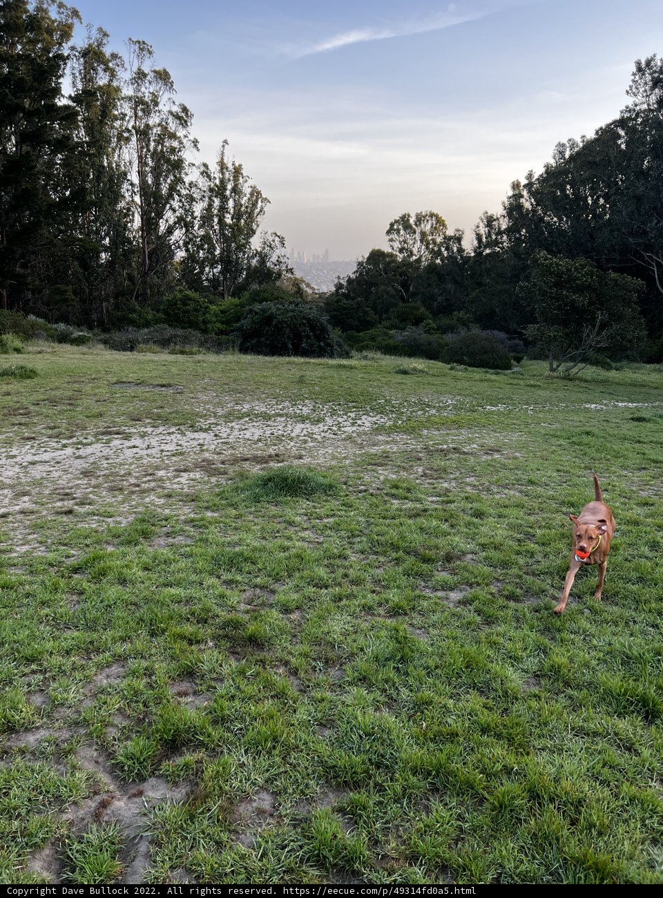 Canine Joy in the Countryside