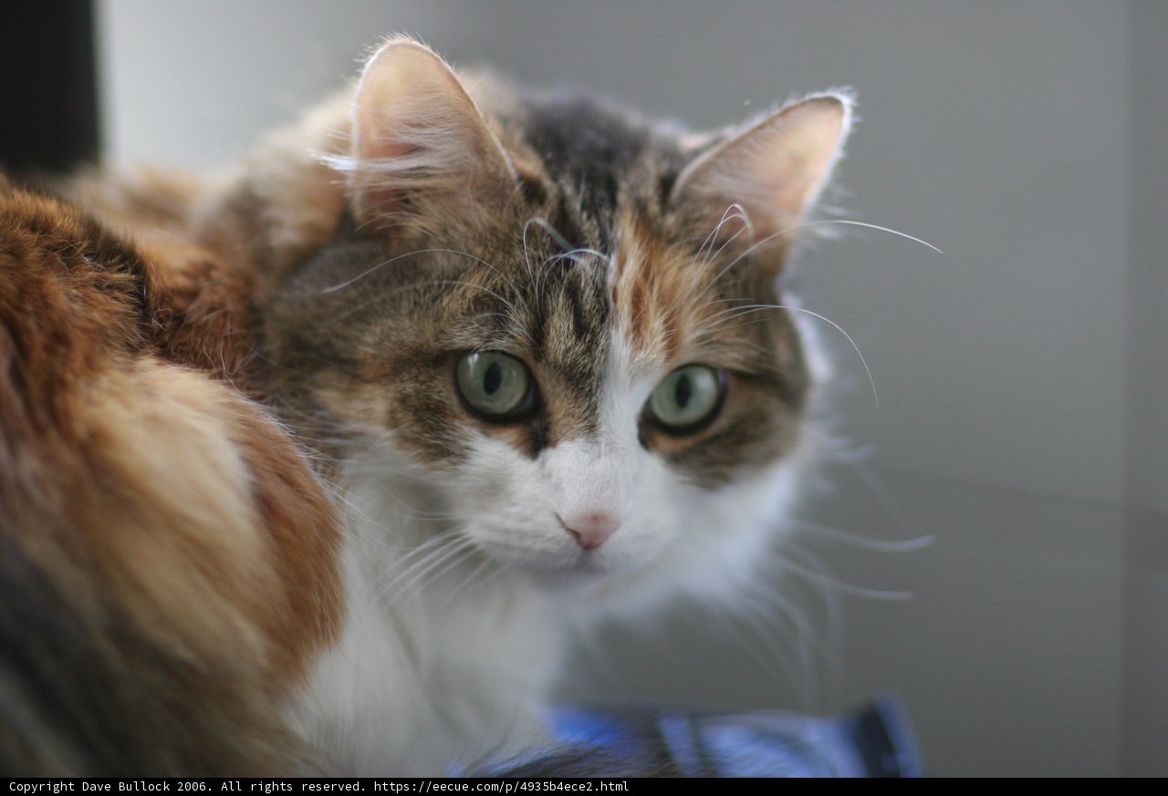 Green-Eyed Manx on the Window Sill