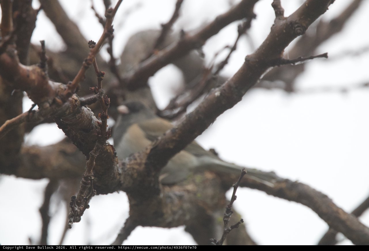 Camouflaged Bird Among Twisted Branches in Winter