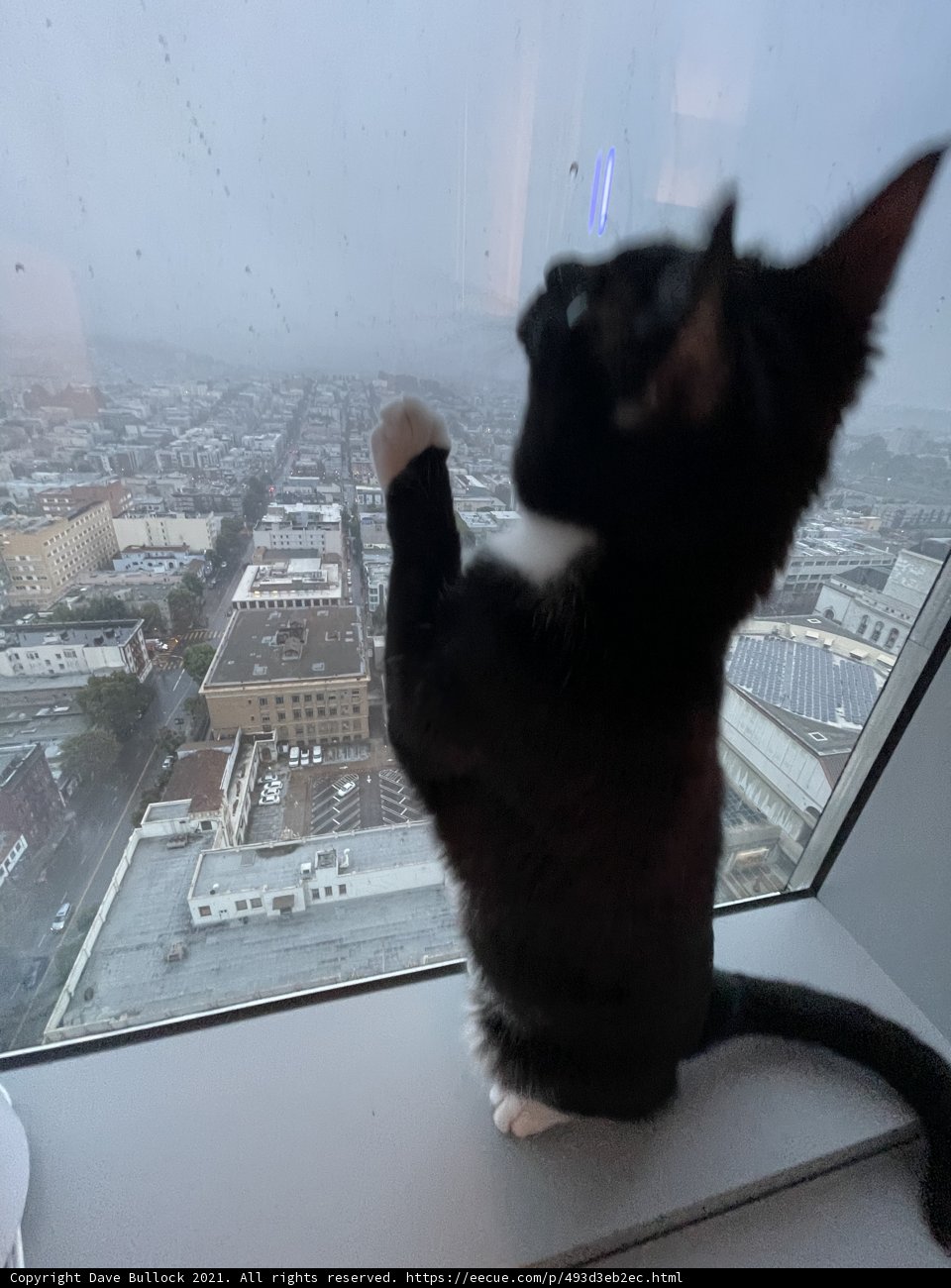 City Cat