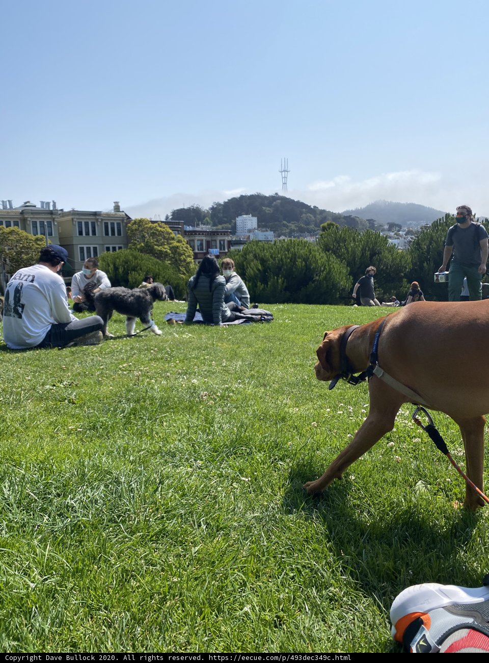 A Dog's Stroll through Alamo Square