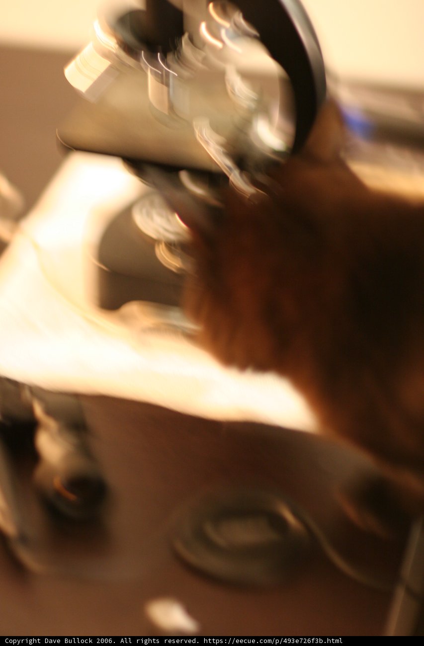 Curious Cat Examines Microscopic World