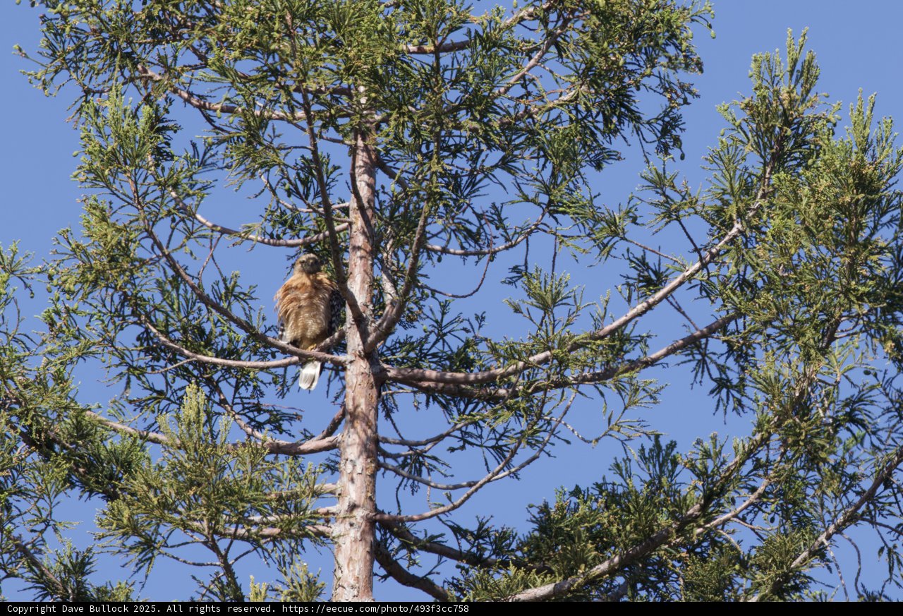 Majestic Perch