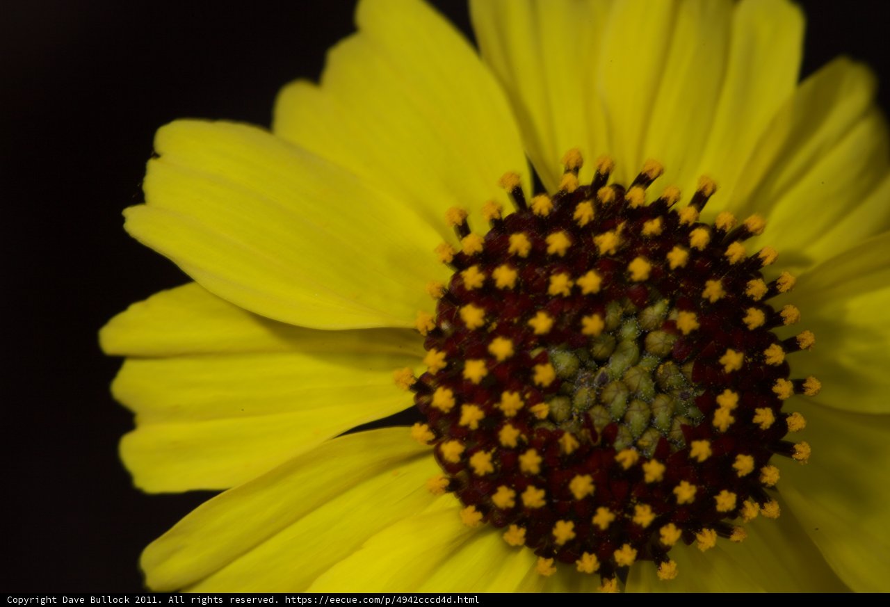 Sun-Kissed Treasure Flower
