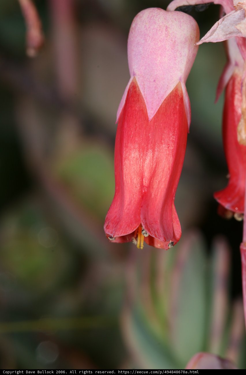 Red Beauty in Bloom