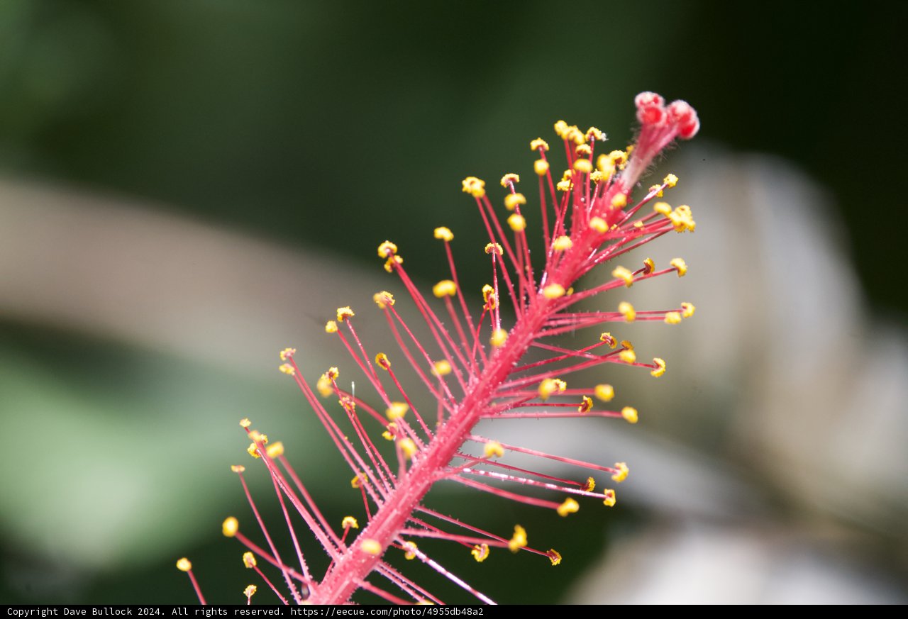 Hibiscus Hues: Up Close at Honolulu Zoo