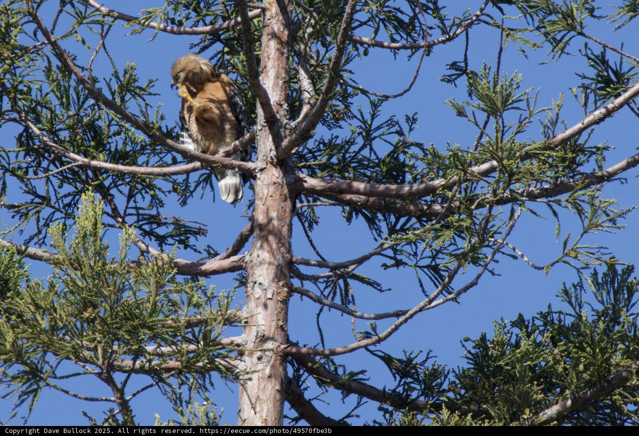 Majestic Perch