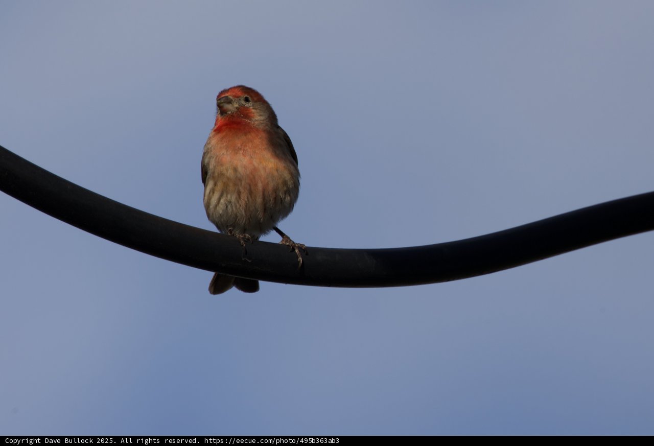 Perched Beauty