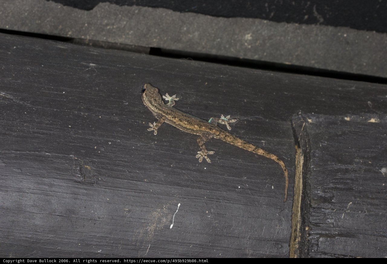 Wooden Perch