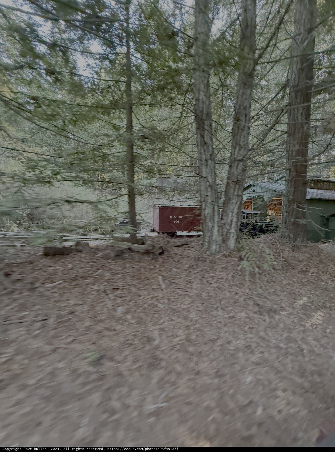 Vintage Train Cars Hidden in Forest