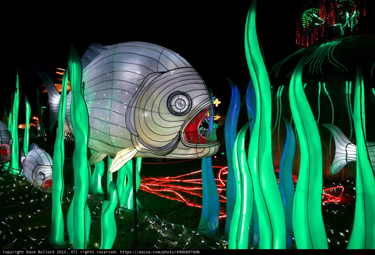 Luminous Aquatic Wonder Under the Night Sky