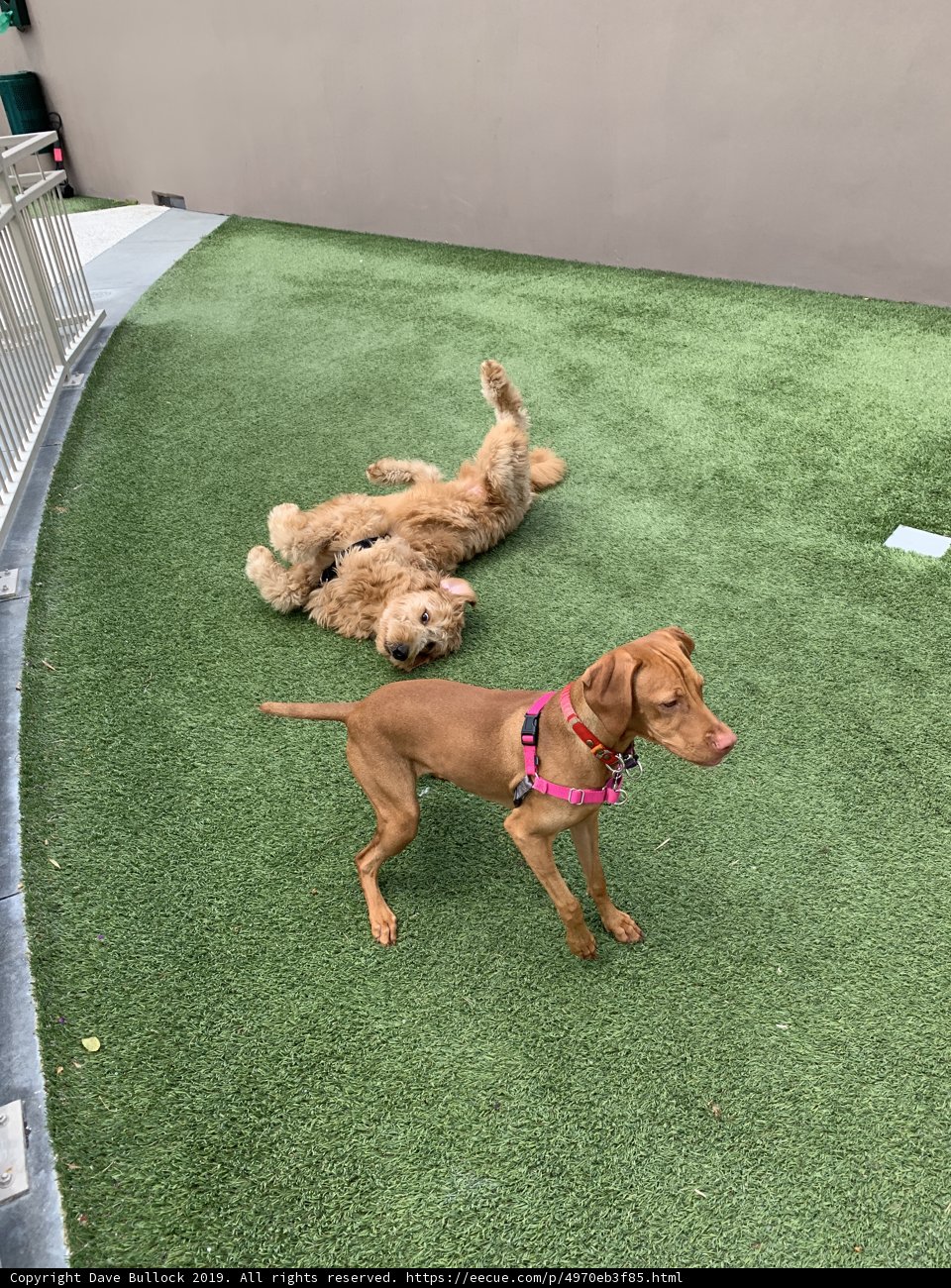 Playtime on the Artificial Lawn
