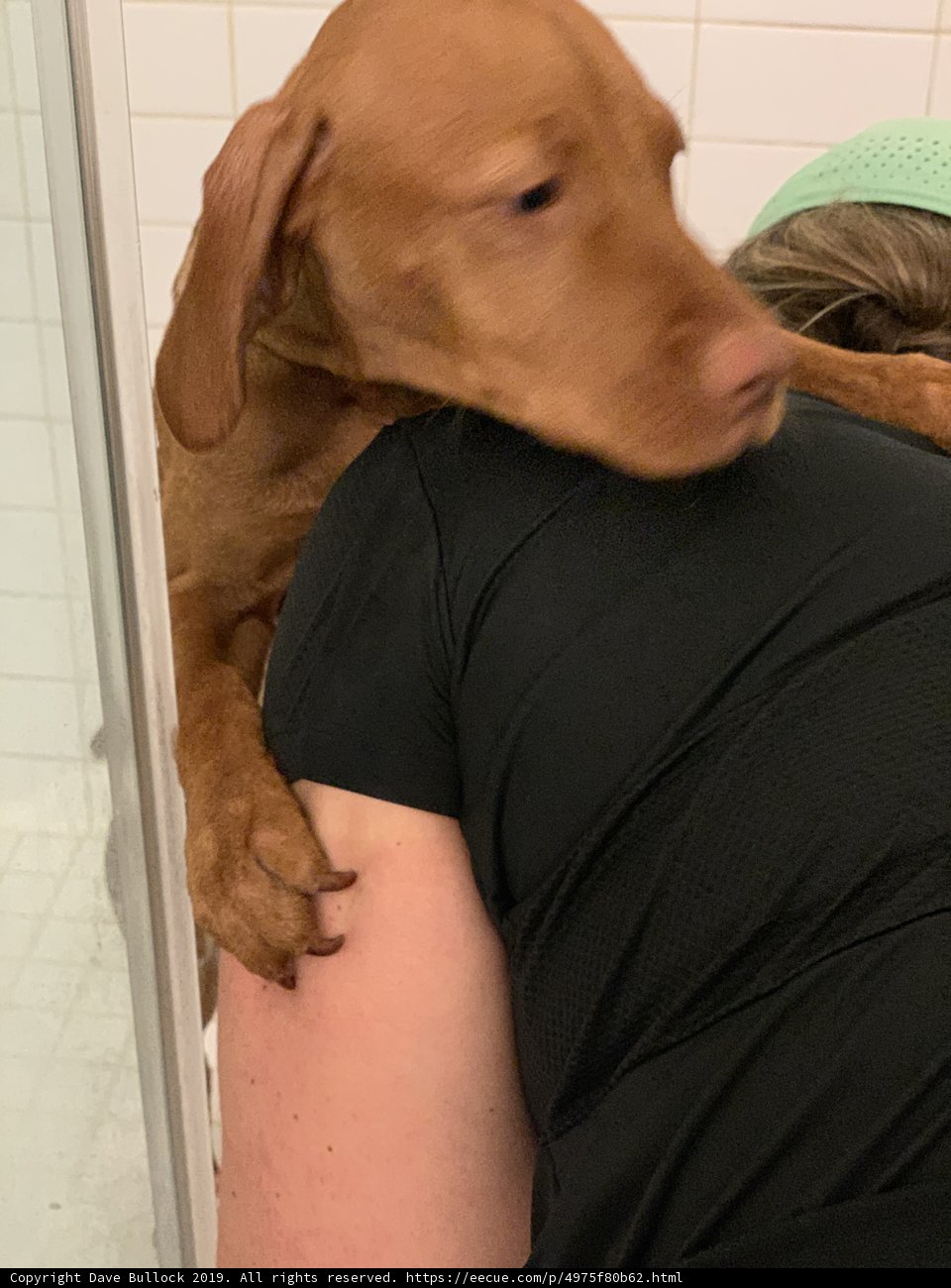 Bath Time for the Canine Duo