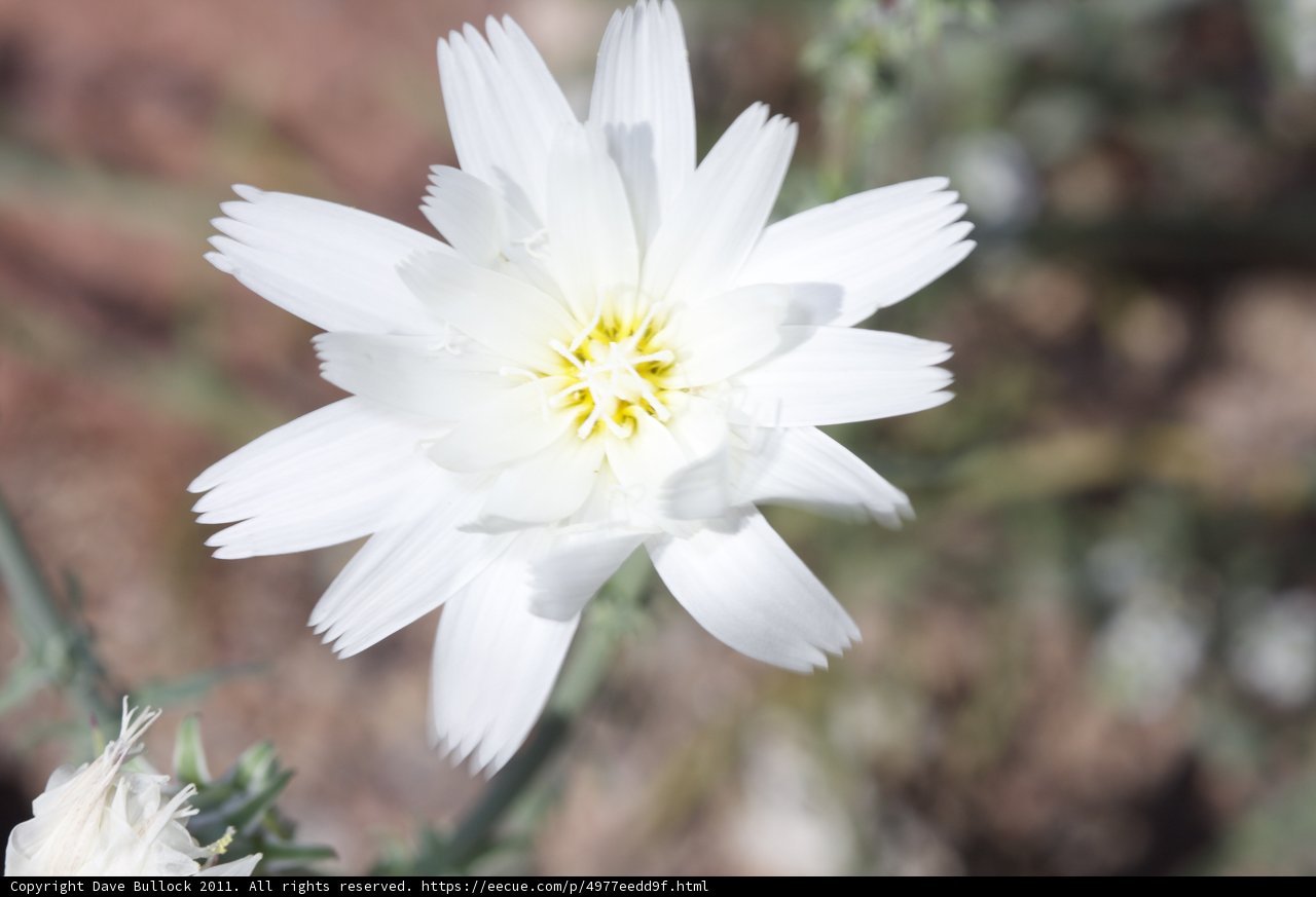Desert Daisy