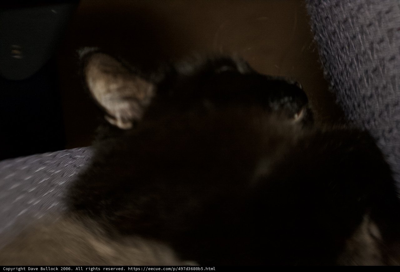 Cozy Cat