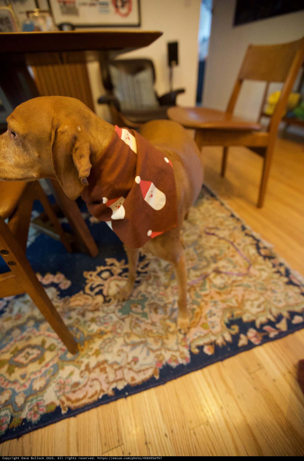 Brown Dog in Festive Santa Sweater at Home