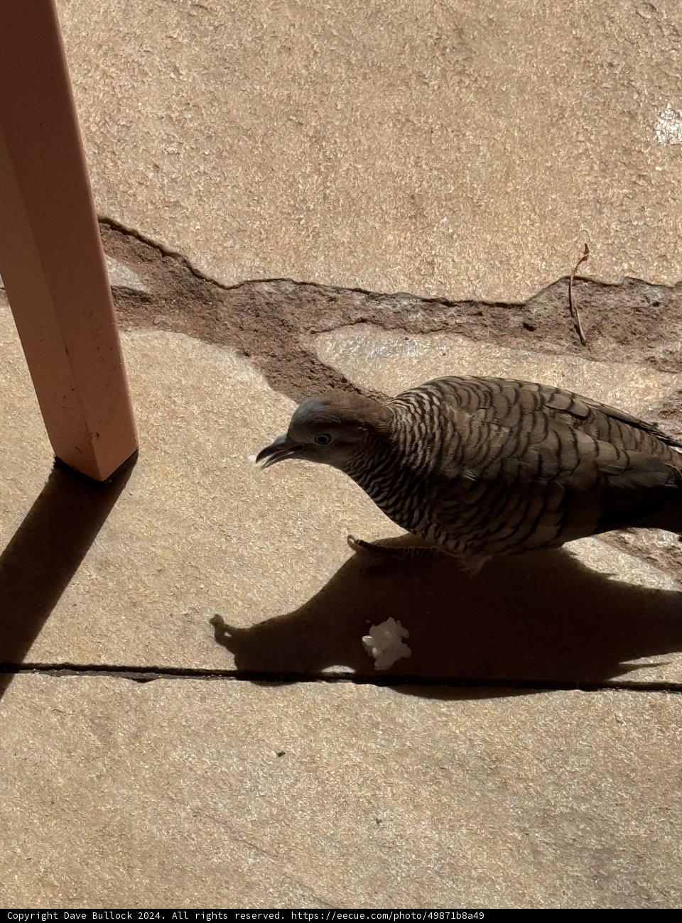 Afternoon Visitor at The Royal Hawaiian