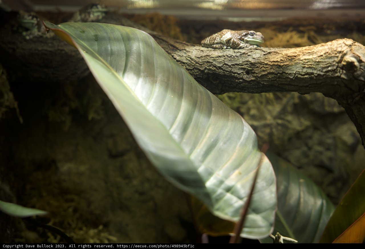 An Enigmatic Encounter in the Cavern