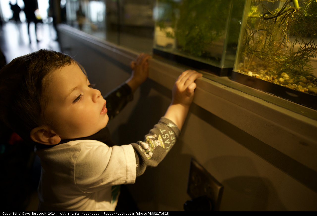 Wesley's Underwater Adventure