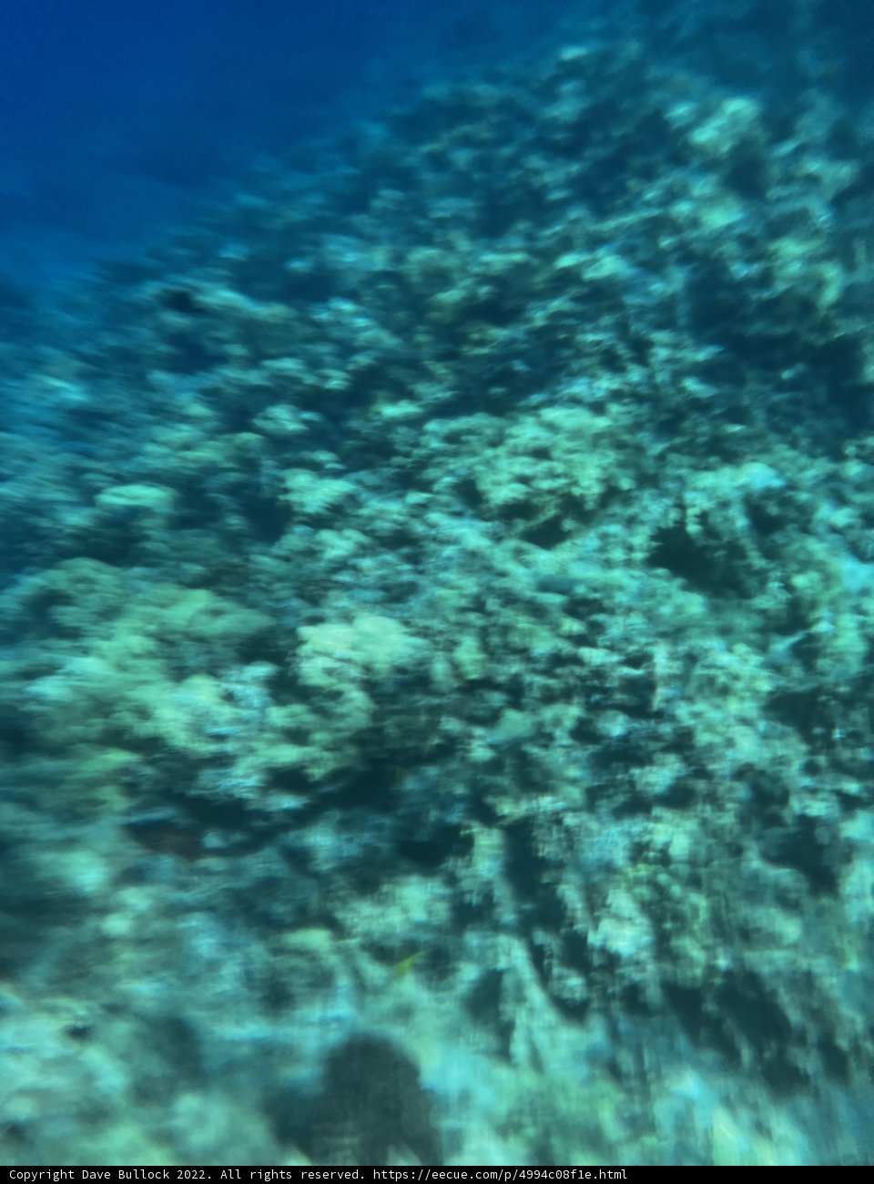 A Birds-eye View of Hawaiʻi's Coral Reef in the Alalakeiki Channel