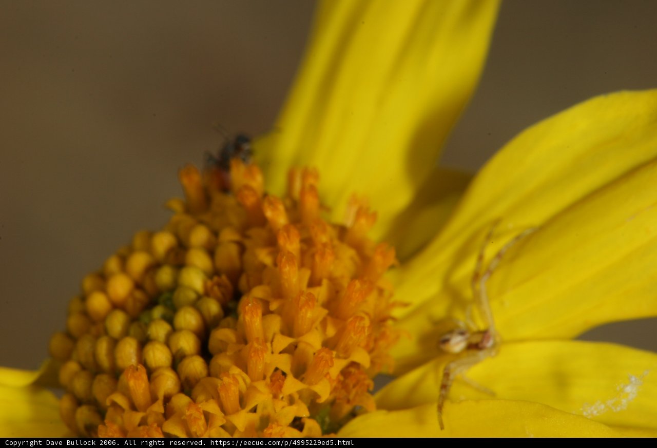 Spider Savoring Pollen on a Yellow Daisy