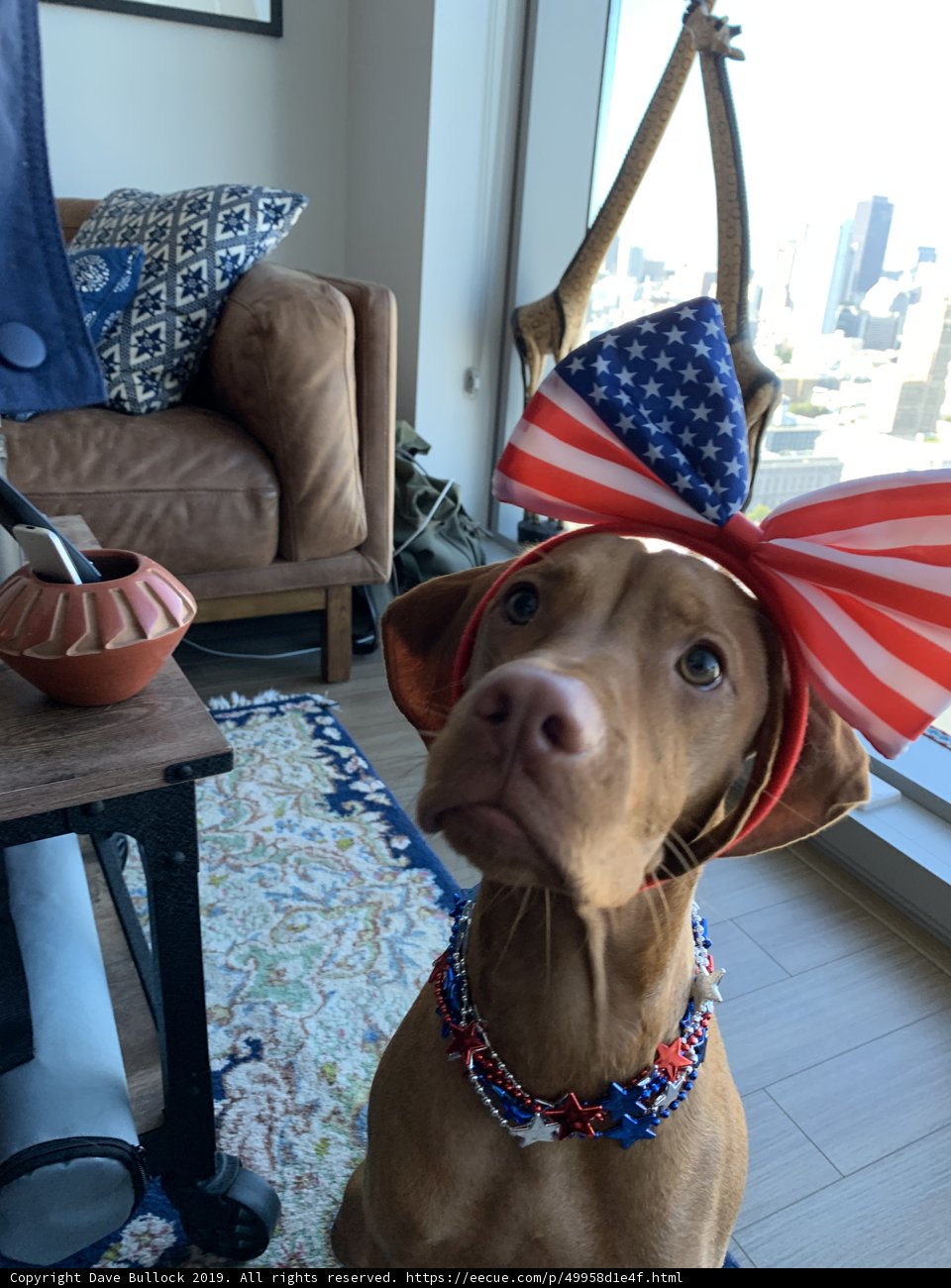 Patriotic Pup