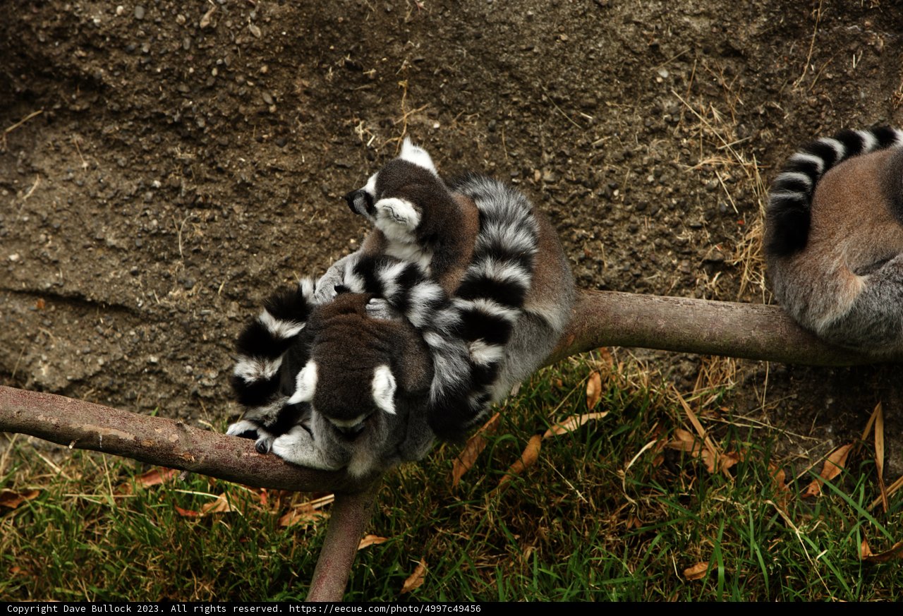 Lemur Luncheon at Oakland Zoo