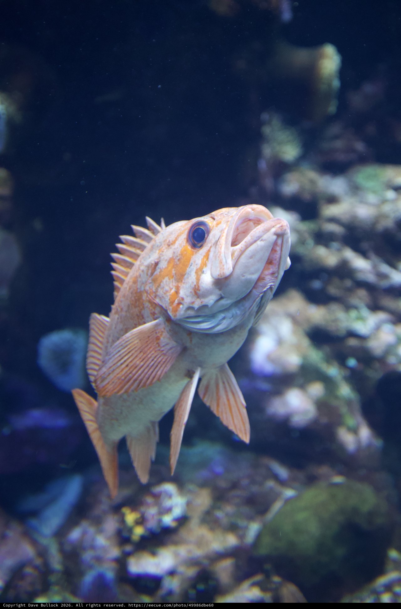Orange Rockfish Swimming in Aquarium Tank