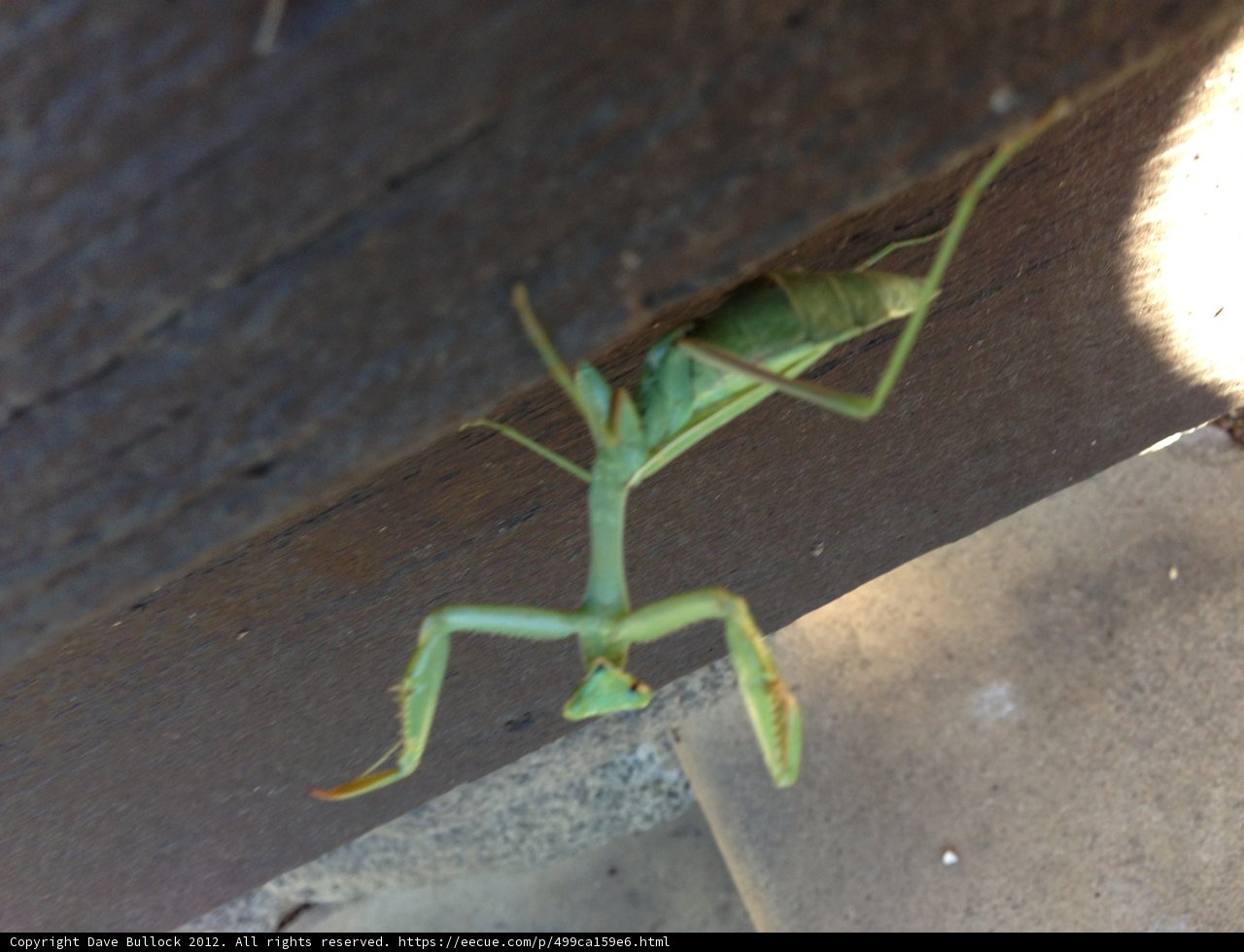 Praying Mantis on a Wooden Post