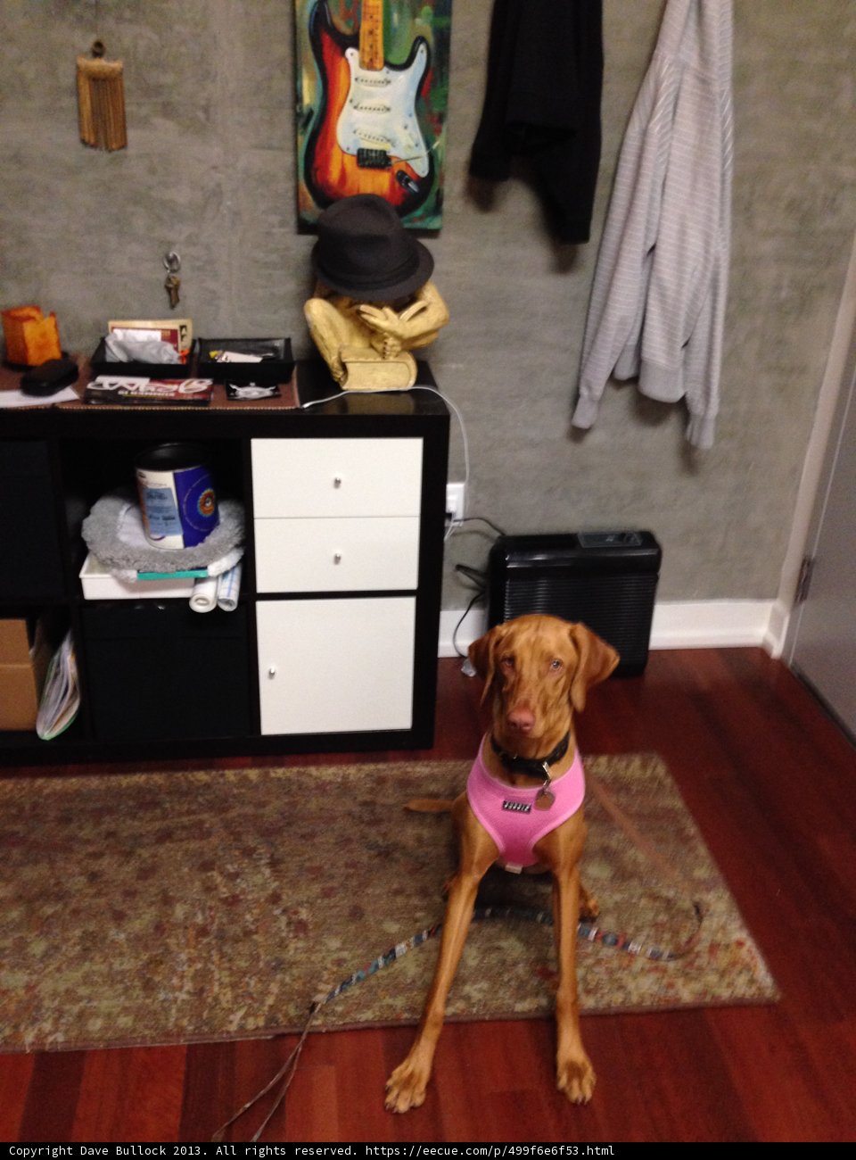 Pink-Vest Pup Takes a Load Off