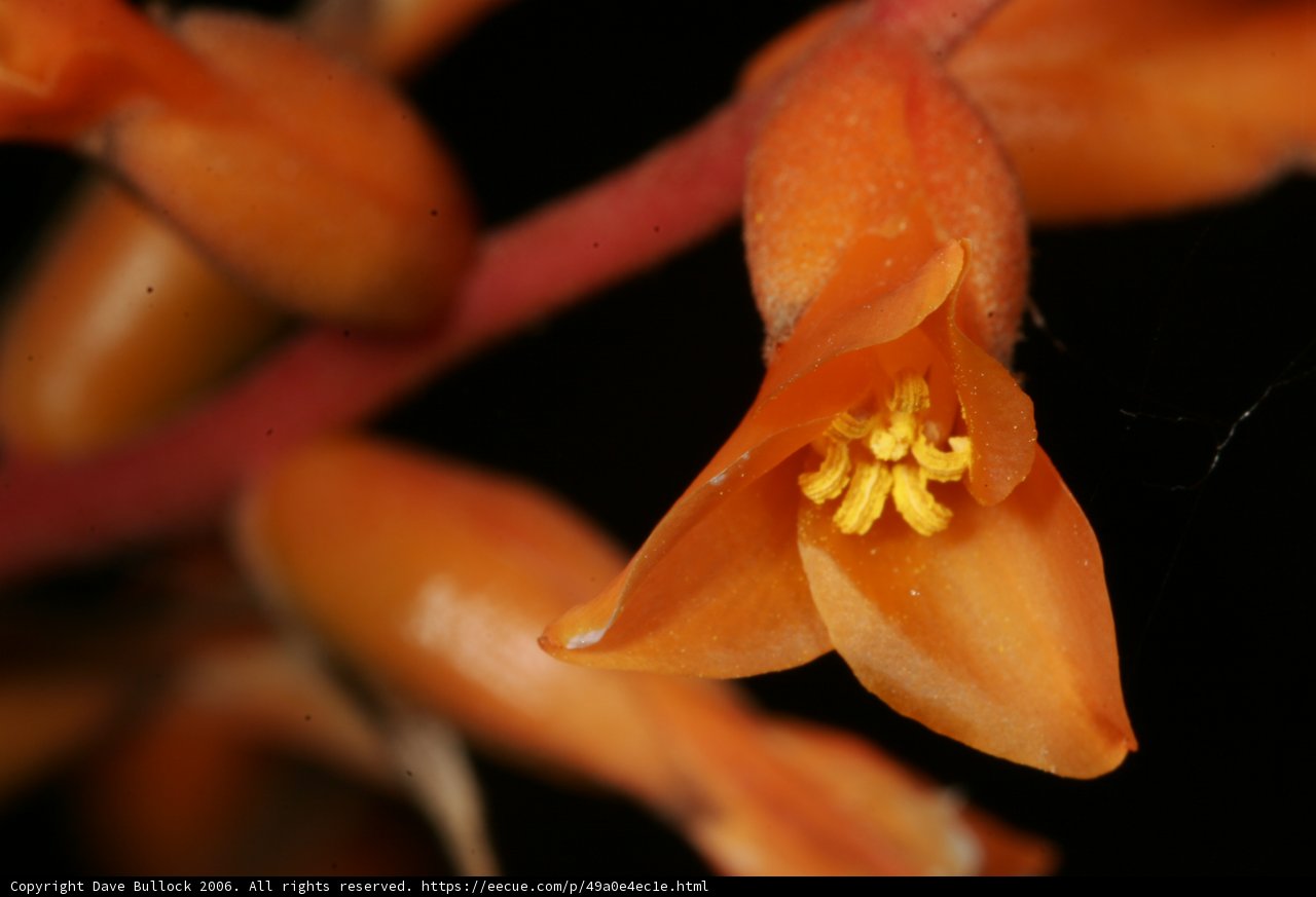 Vibrant Orange Lily