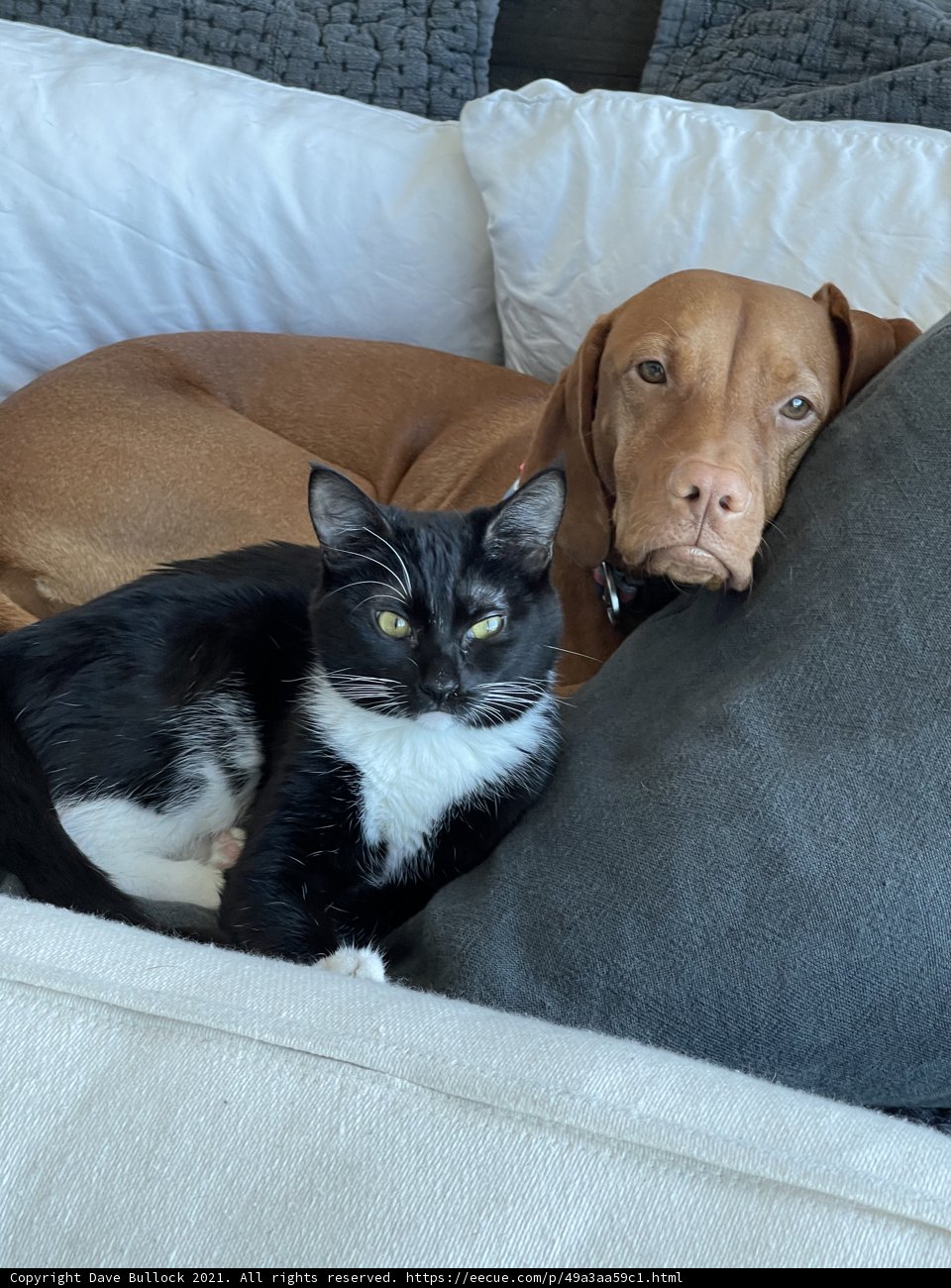 Bedtime Companions