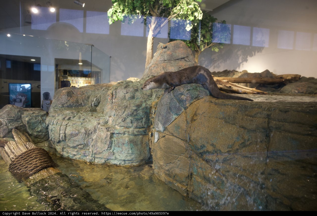 Mystic Otter Encased in Glass: The Otter Encounter at Acquarium of the Bay