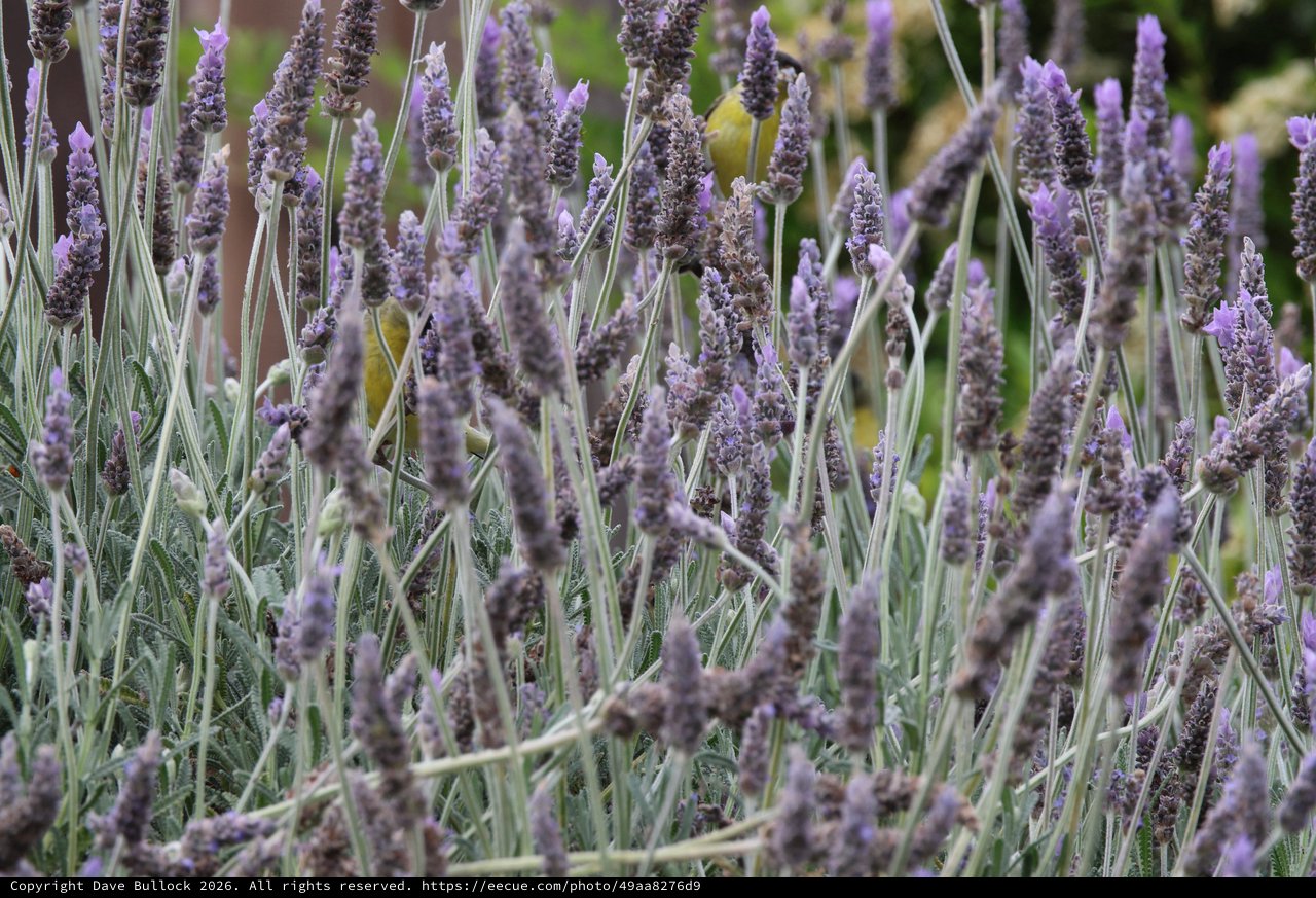 Lavender Field in Soft Focus Detail