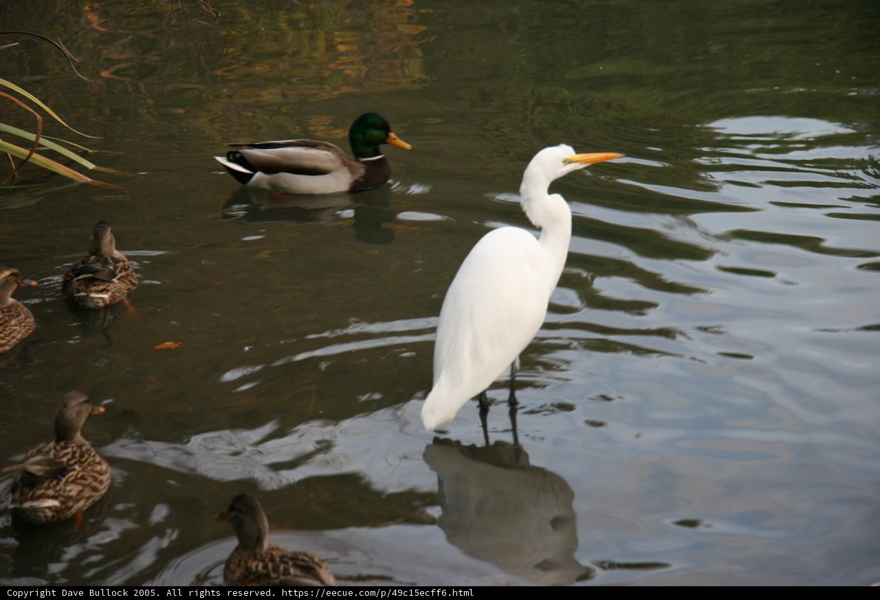 White Bird among Ducks in the Water