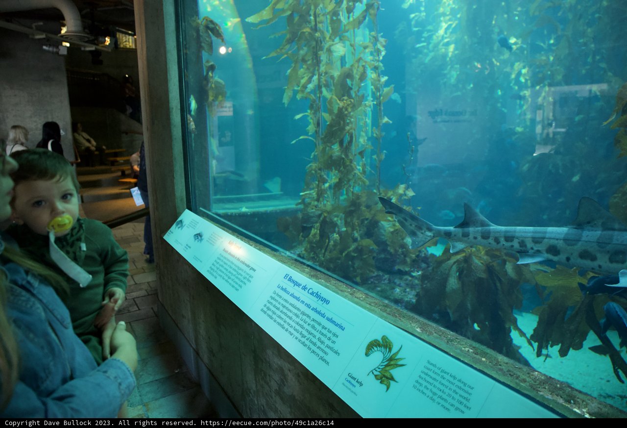 Mesmerizing Underwater Encounter at Monterey Bay Aquarium