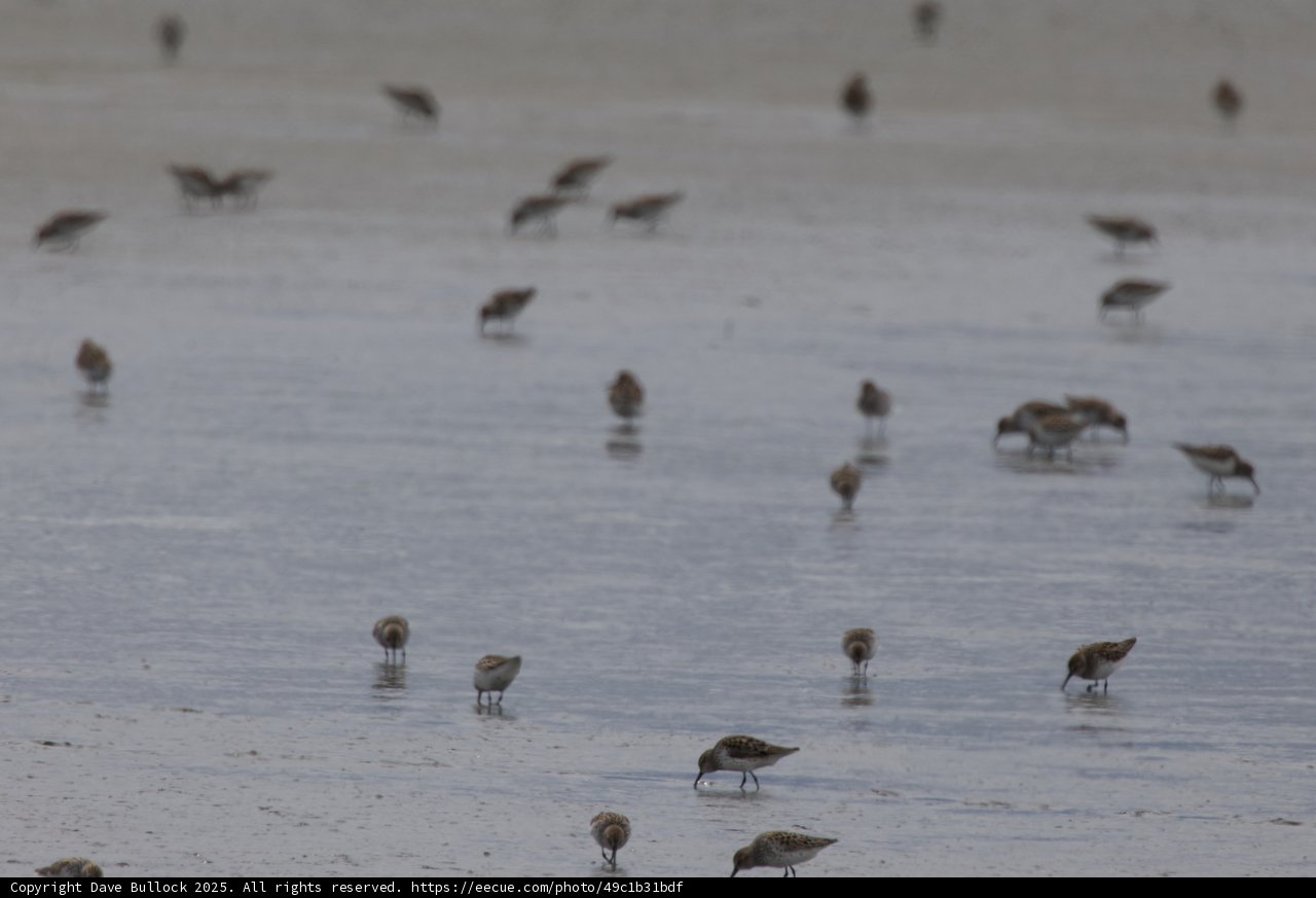 Gathering of the Shorebirds