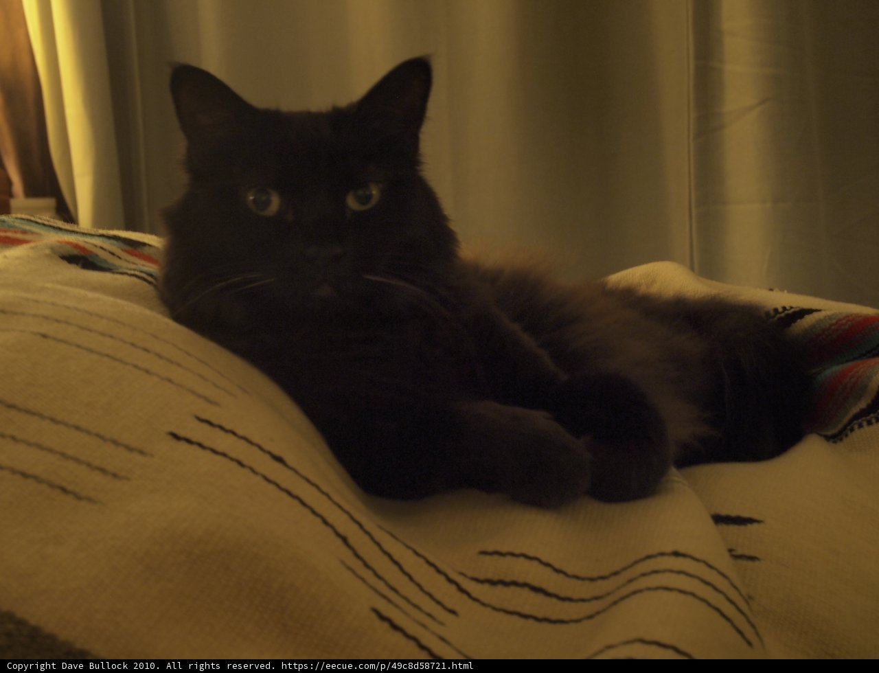 The Cozy Companion