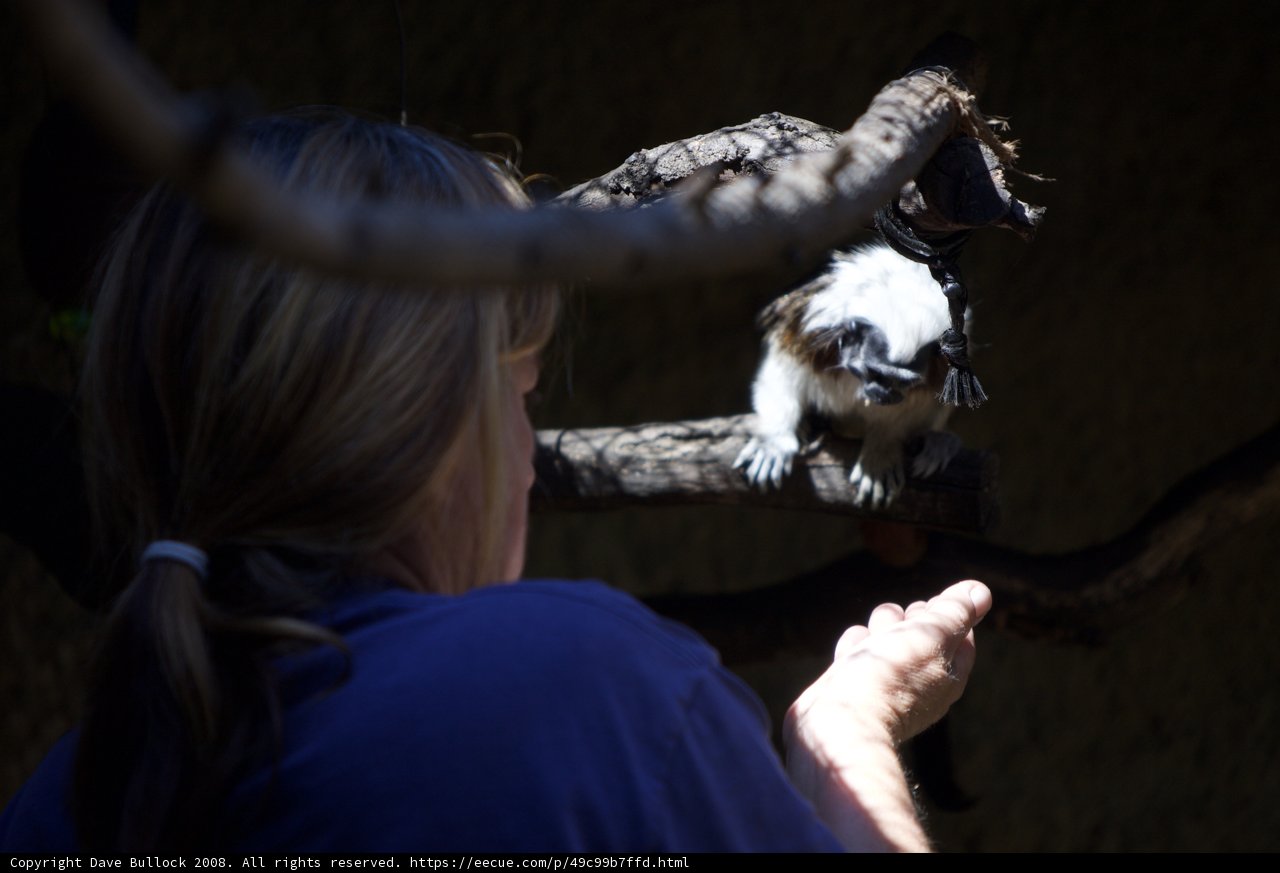 Woman and Monkey Bonding in the Zoo