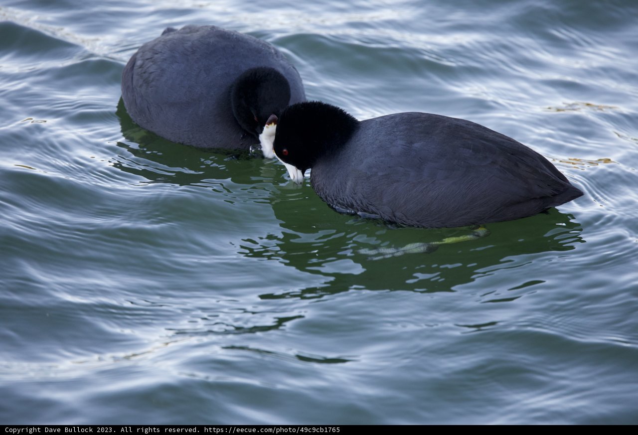 Dual Ducks on a Serene Swim