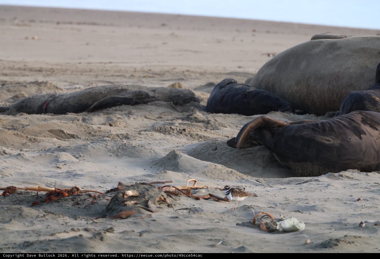 Elephant Seals Resting on Sandy Beach at Drakes Beach