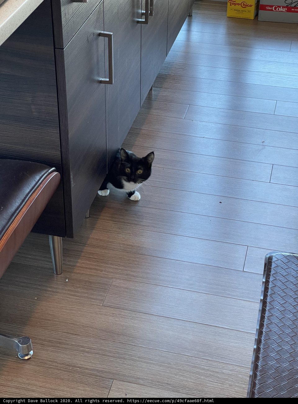 Feline Hideout
