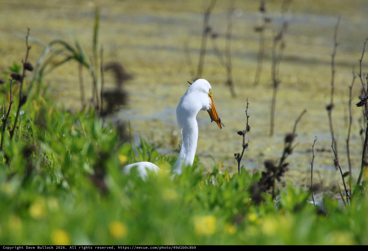Great Egret with Fresh Catch at Wetland