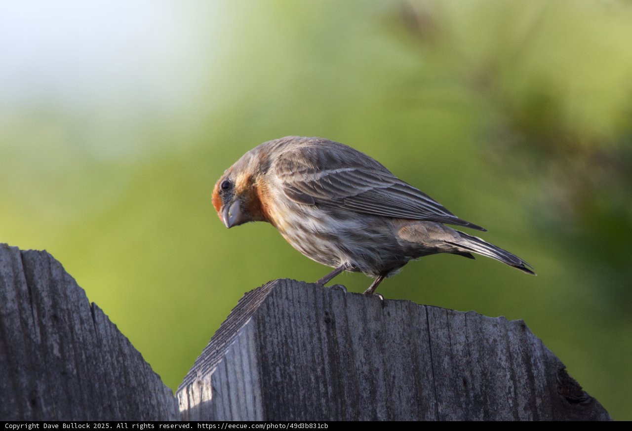 Perched Elegance