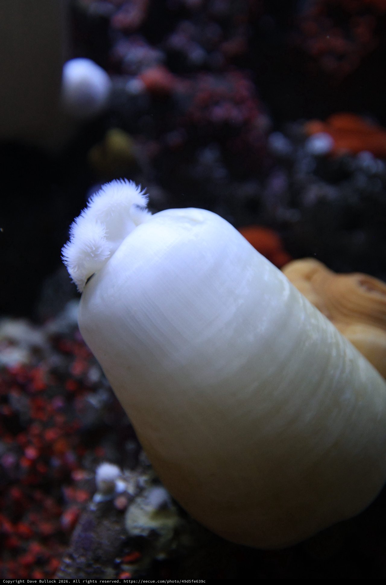 White Sea Anemone in Colorful Marine Environment