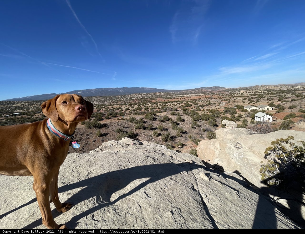 Vizsla at the Edge