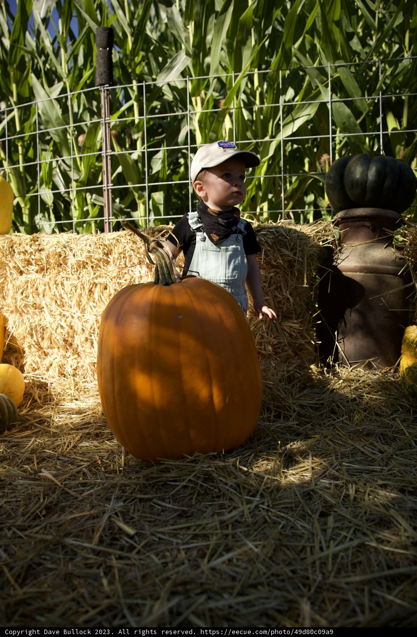 Harvest Season Delights